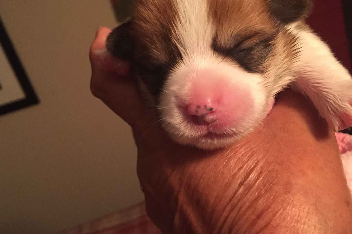 Pembroke Welsh Corgi Puppies breeder image 20