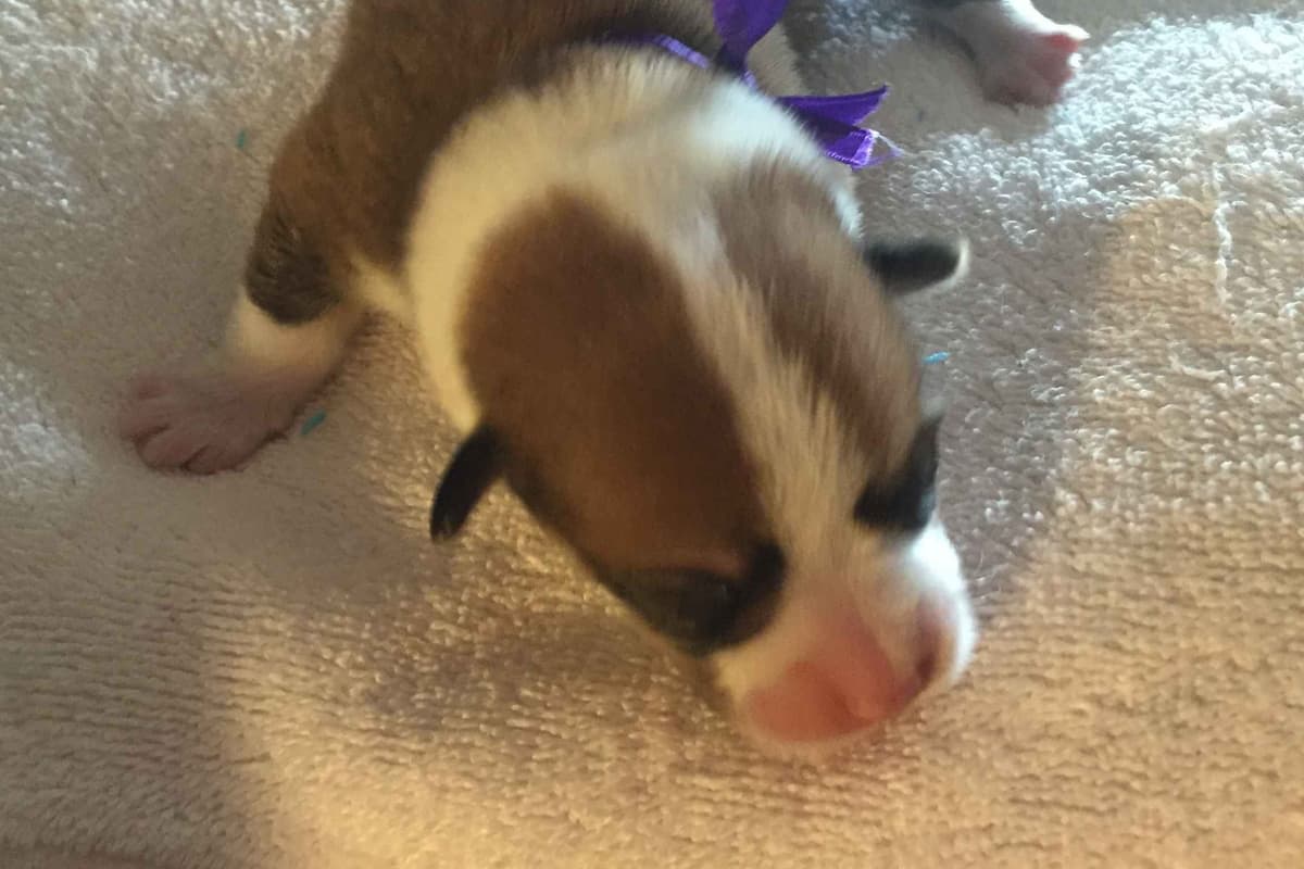 Pembroke Welsh Corgi Puppies breeder image 21