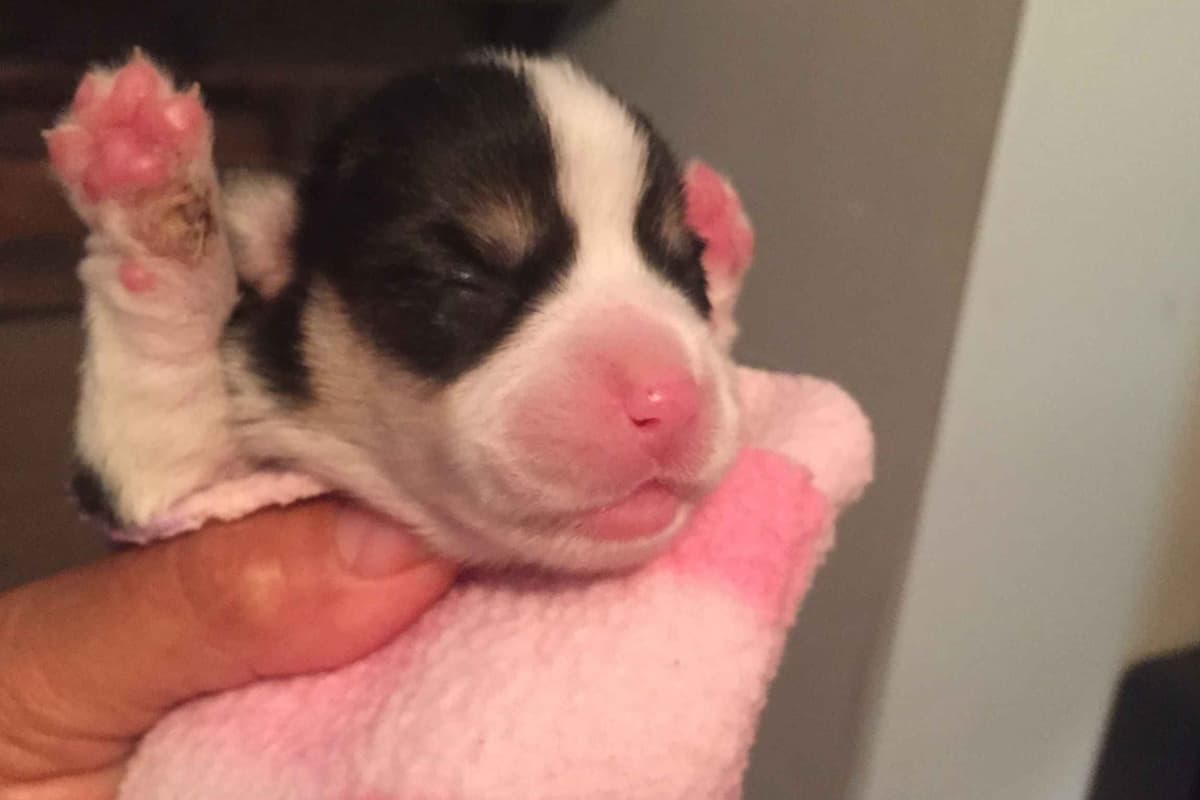 Pembroke Welsh Corgi Puppies breeder image 22