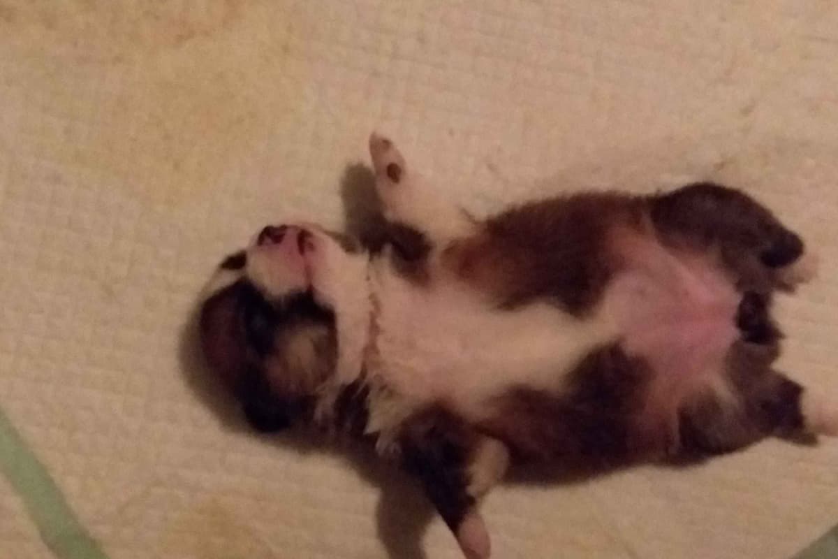 Pembroke Welsh Corgi Puppies breeder image 23