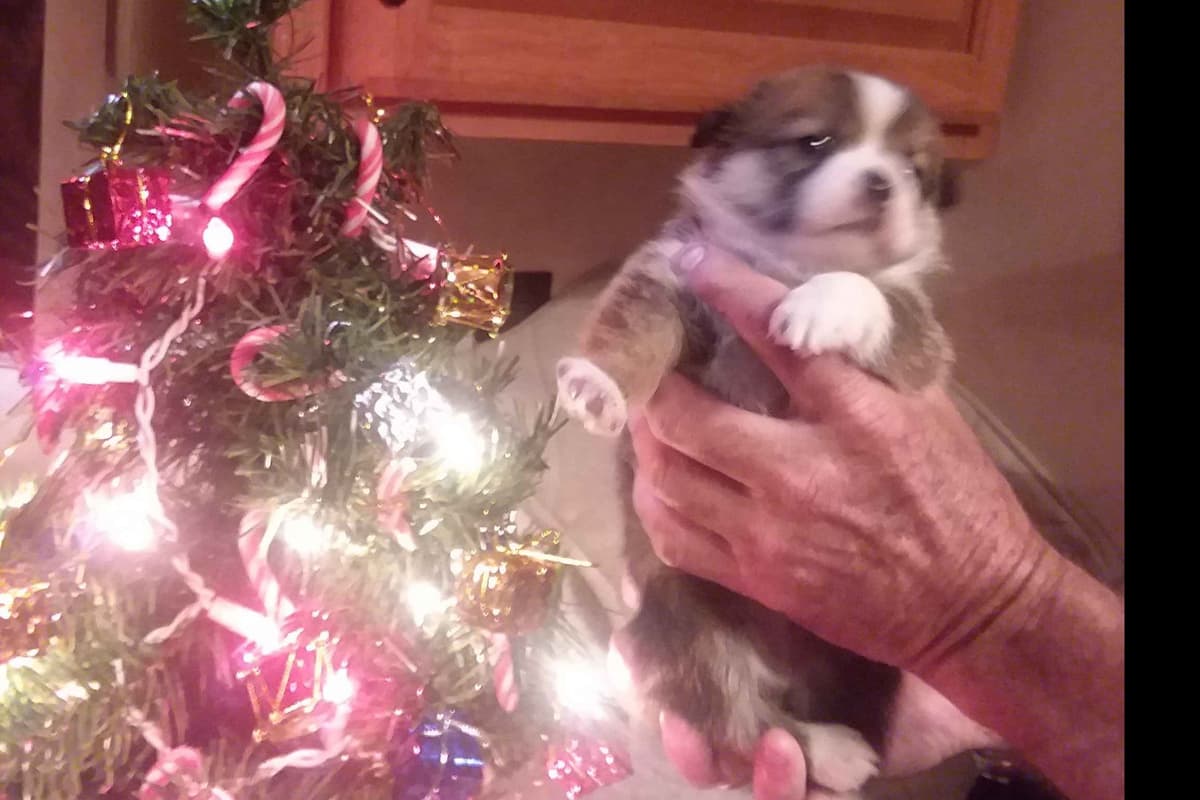 Pembroke Welsh Corgi Puppies breeder image 24