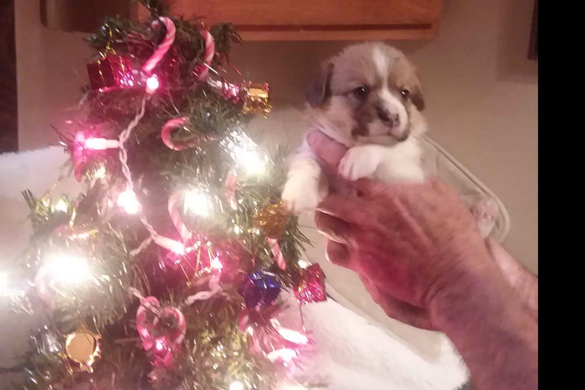 Pembroke Welsh Corgi Puppies breeder image 25