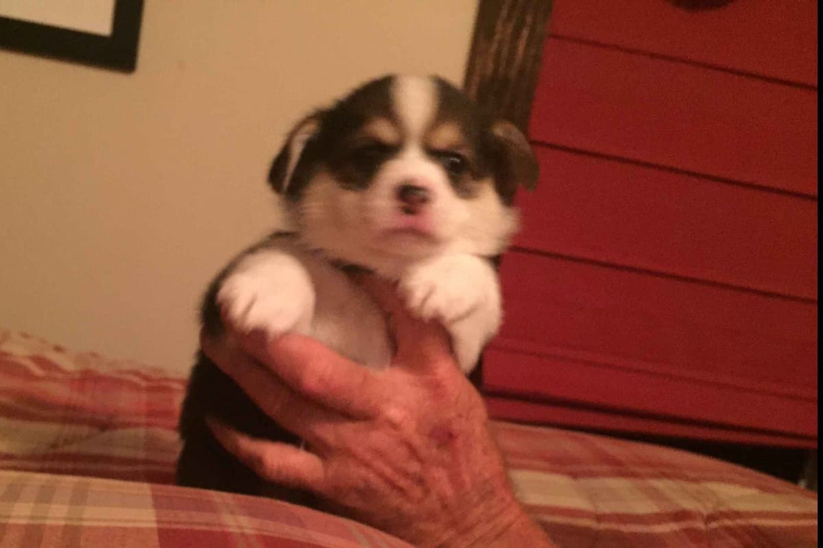 Pembroke Welsh Corgi Puppies breeder image 26