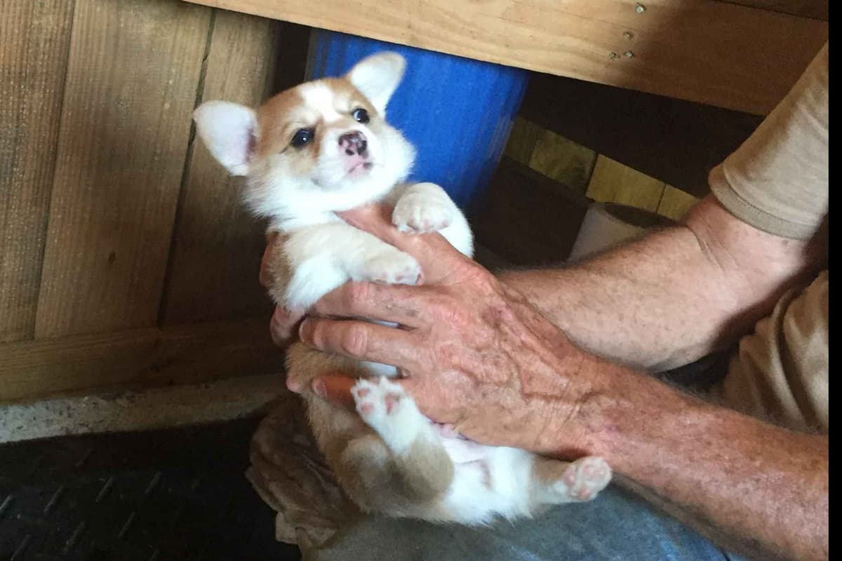 Pembroke Welsh Corgi Puppies breeder image 27
