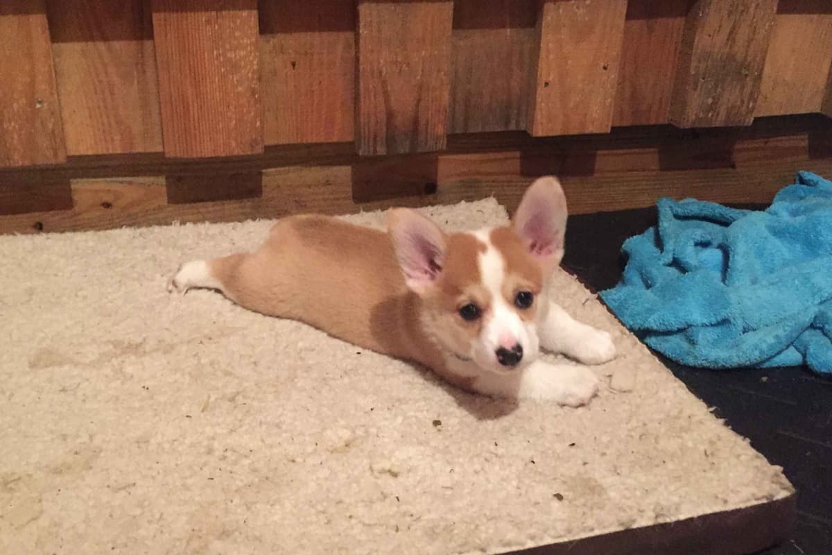 Pembroke Welsh Corgi Puppies breeder image 28