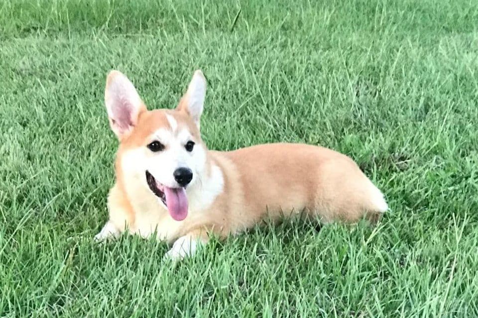 Pembroke Welsh Corgi Puppies breeder image 29