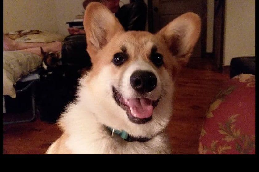 Pembroke Welsh Corgi Puppies breeder image 30