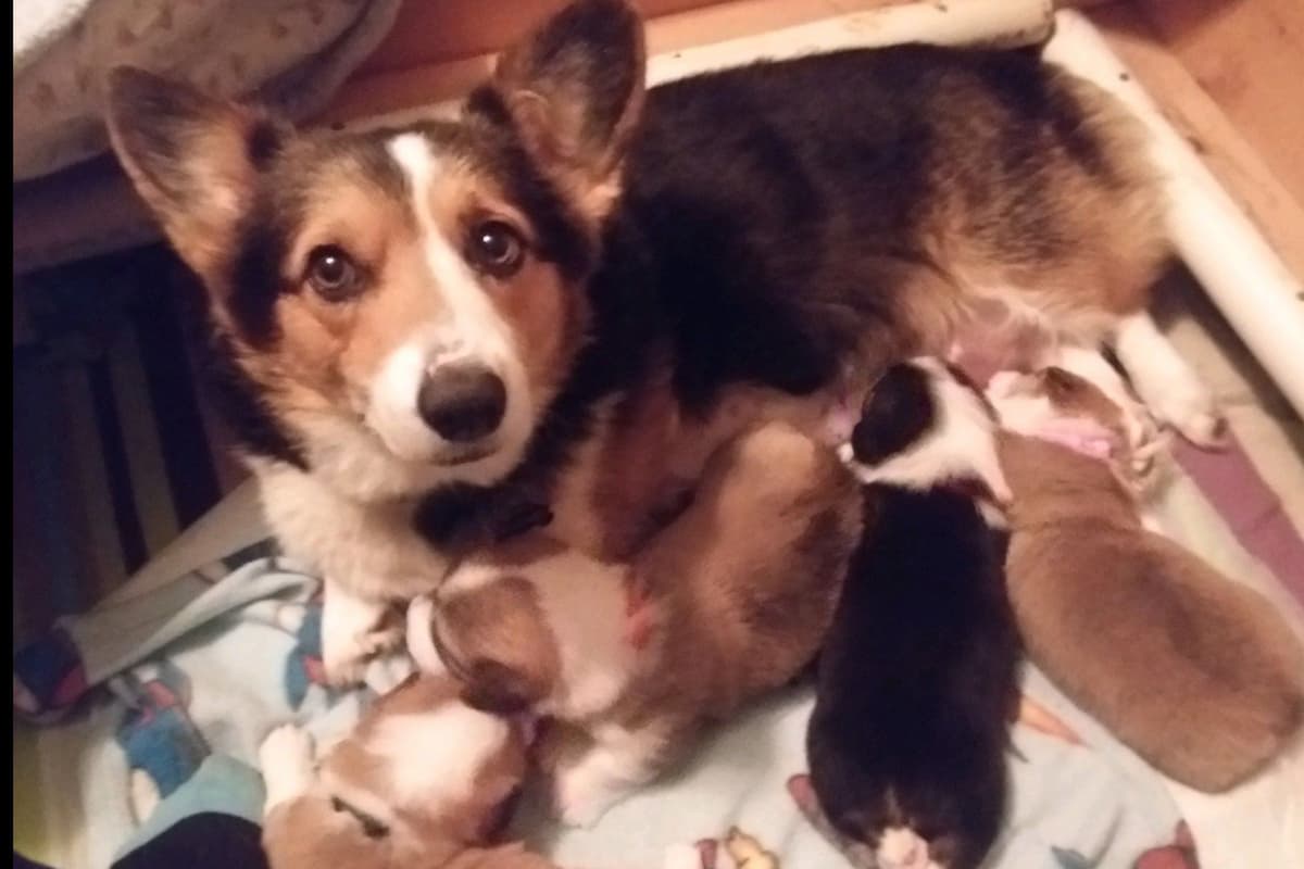 Pembroke Welsh Corgi Puppies breeder image 32