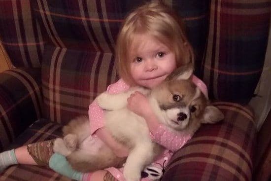 Pembroke Welsh Corgi Puppies breeder image 33