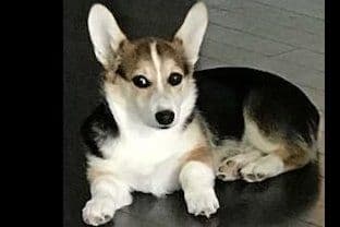 Pembroke Welsh Corgi Puppies breeder image 34