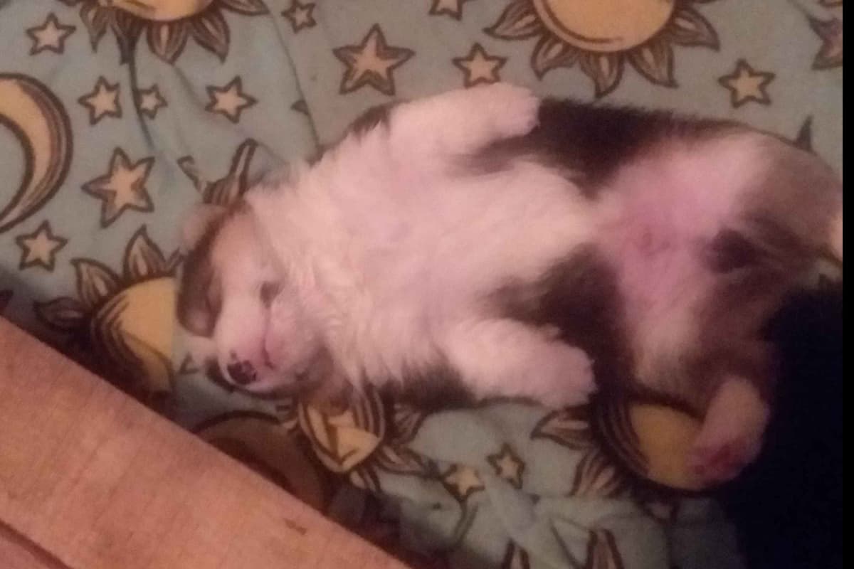 Pembroke Welsh Corgi Puppies breeder image 35