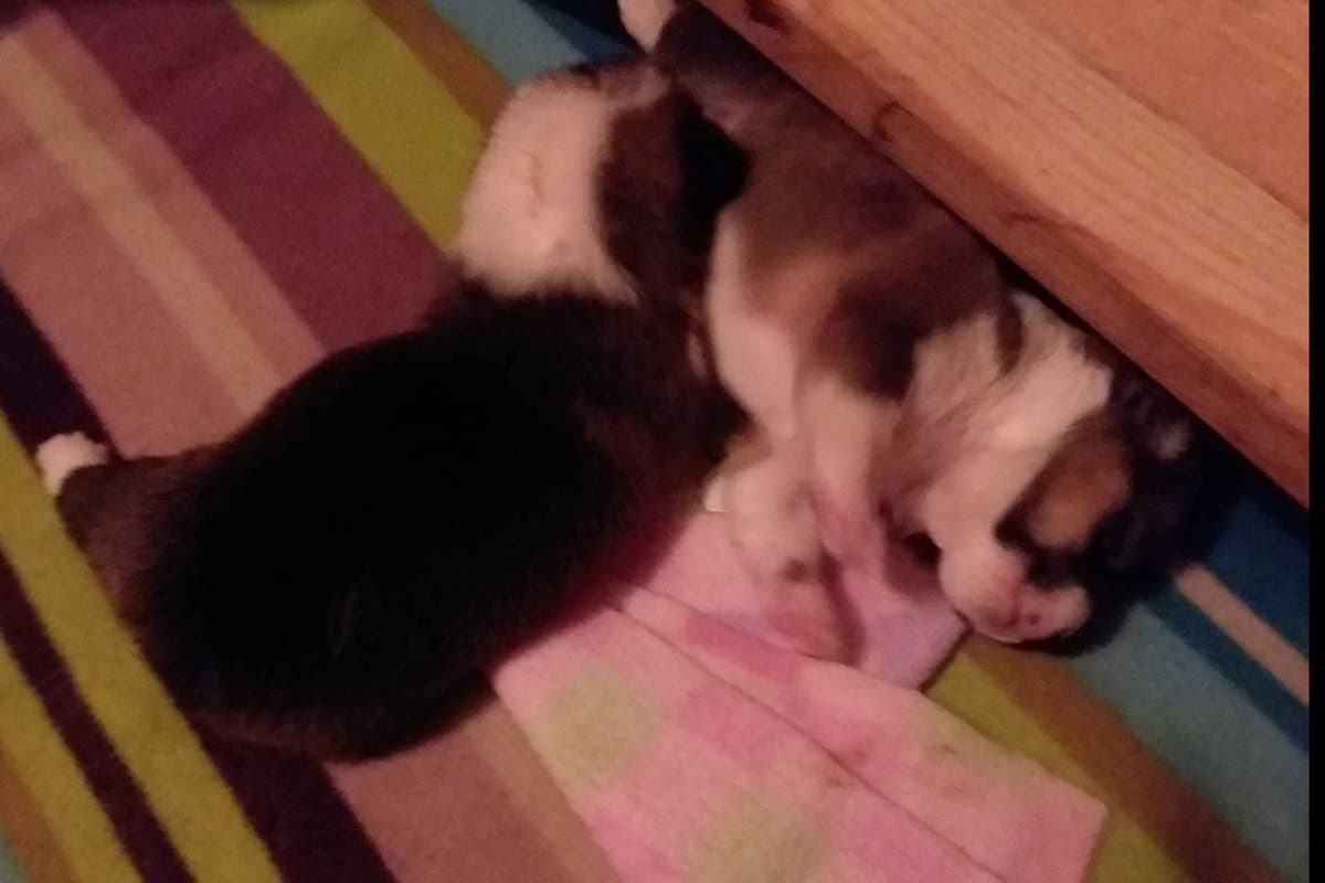 Pembroke Welsh Corgi Puppies breeder image 36