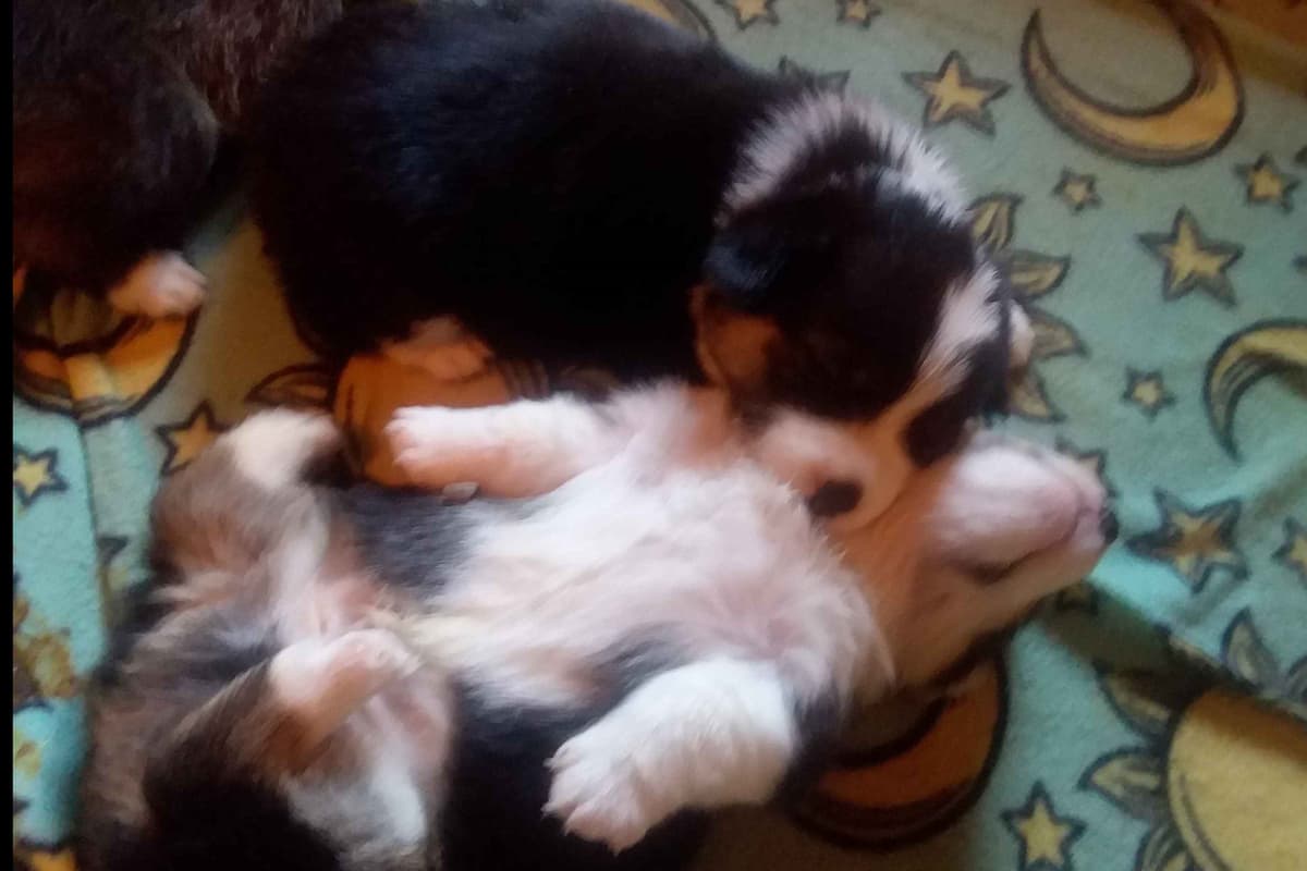 Pembroke Welsh Corgi Puppies breeder image 37