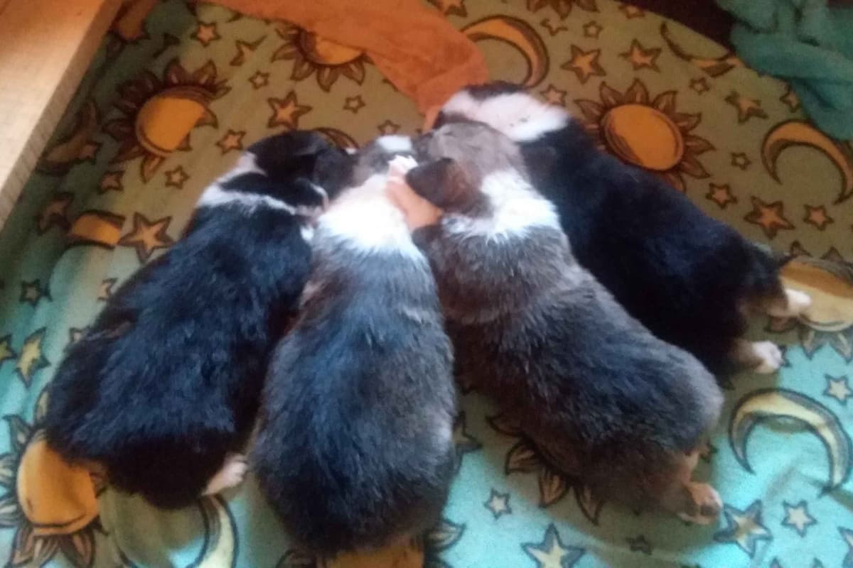 Pembroke Welsh Corgi Puppies breeder image 38