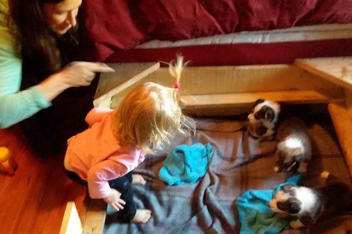 Pembroke Welsh Corgi Puppies breeder image 39