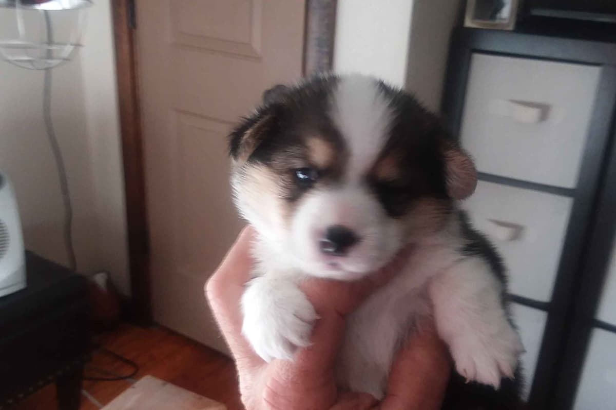 Pembroke Welsh Corgi Puppies breeder image 41
