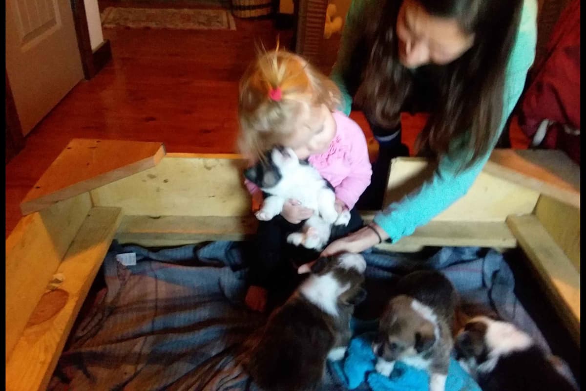 Pembroke Welsh Corgi Puppies breeder image 43