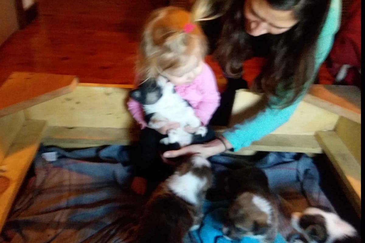 Pembroke Welsh Corgi Puppies breeder image 44