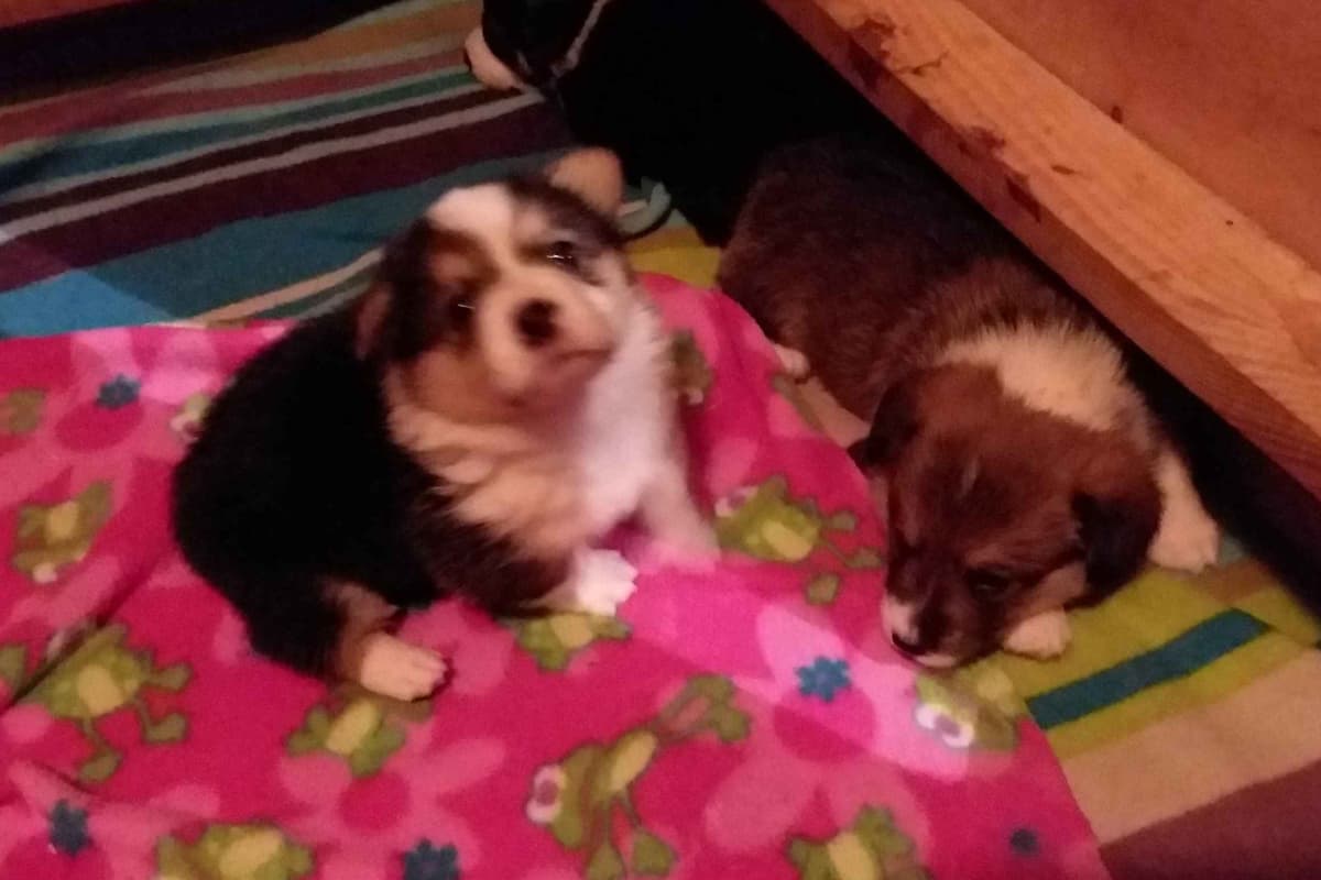 Pembroke Welsh Corgi Puppies breeder image 45