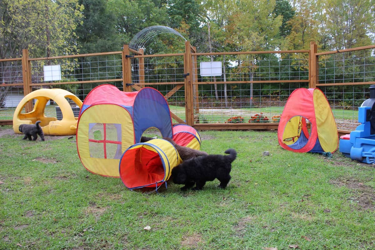 Newfoundland Puppies in Michigan breeder image 1