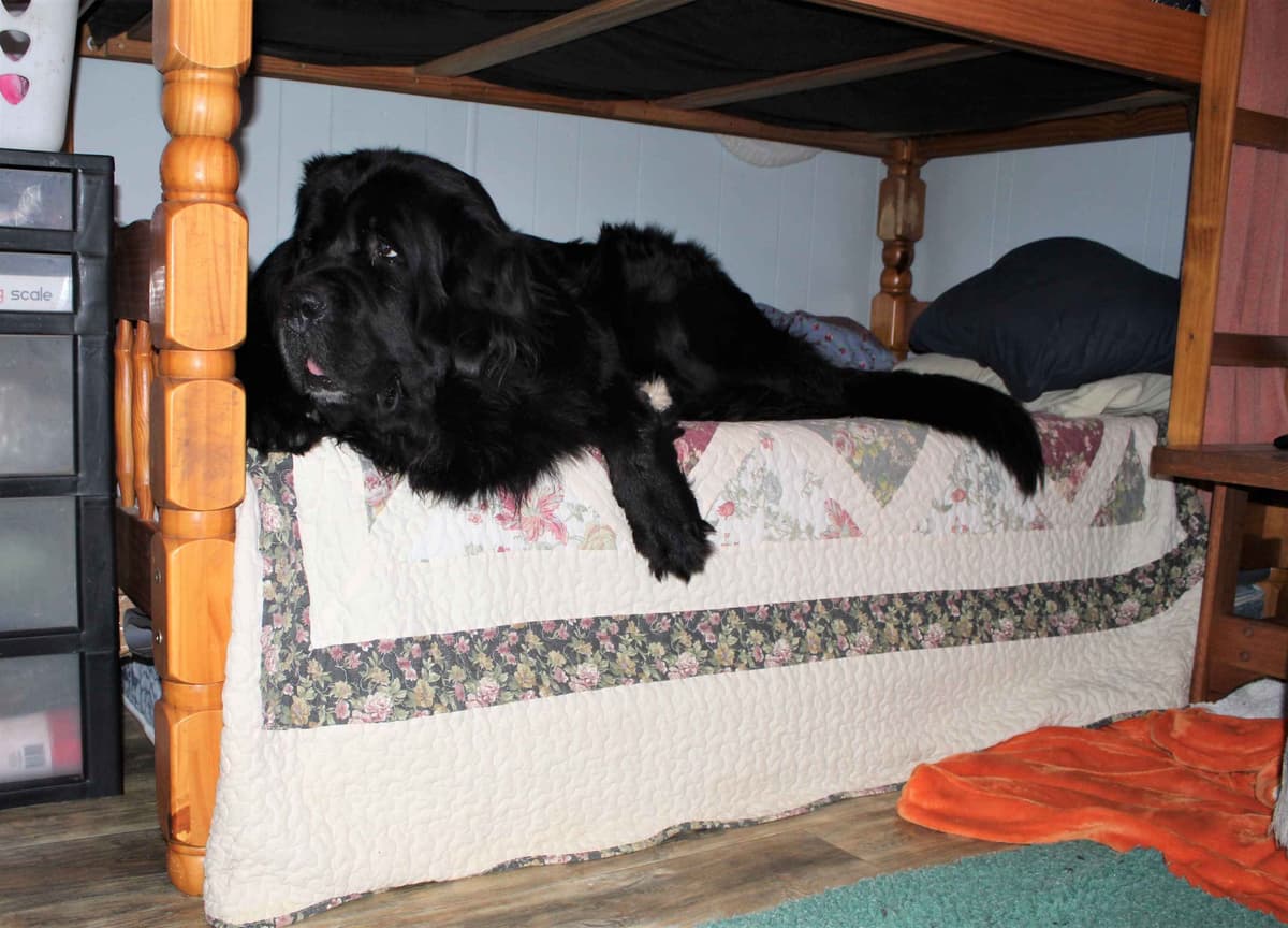 Newfoundland Puppies in Michigan breeder image 2