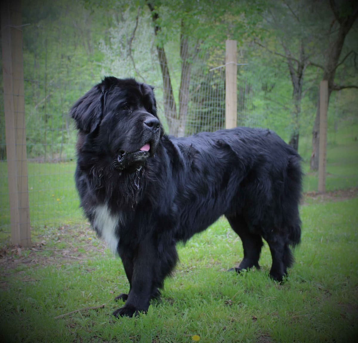 Newfoundland Puppies in Michigan breeder image 3