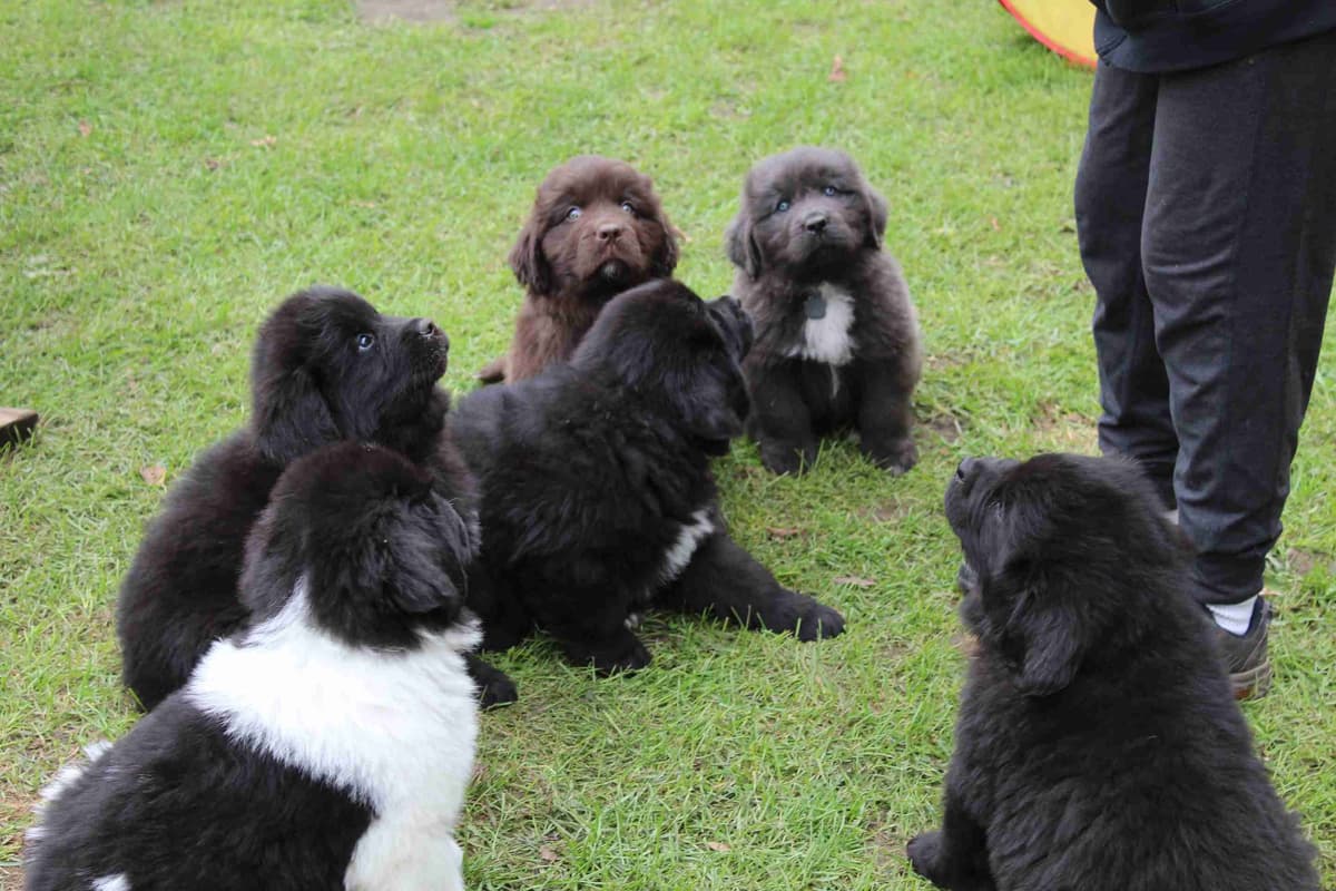 Newfoundland Puppies in Michigan breeder image 5