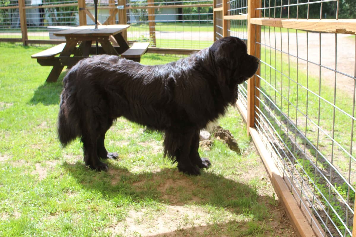 Newfoundland Puppies in Michigan breeder image 6