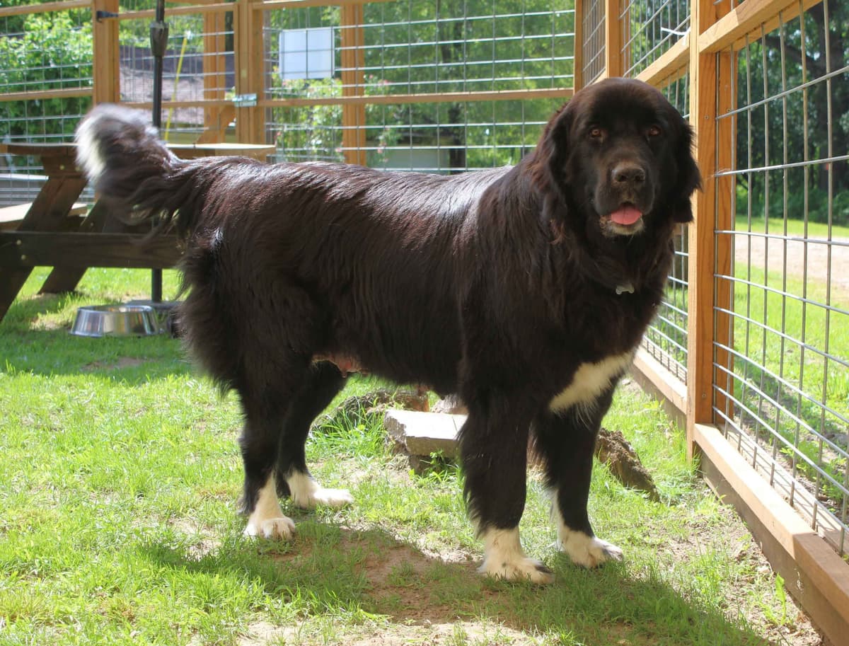 Newfoundland Puppies in Michigan breeder image 7