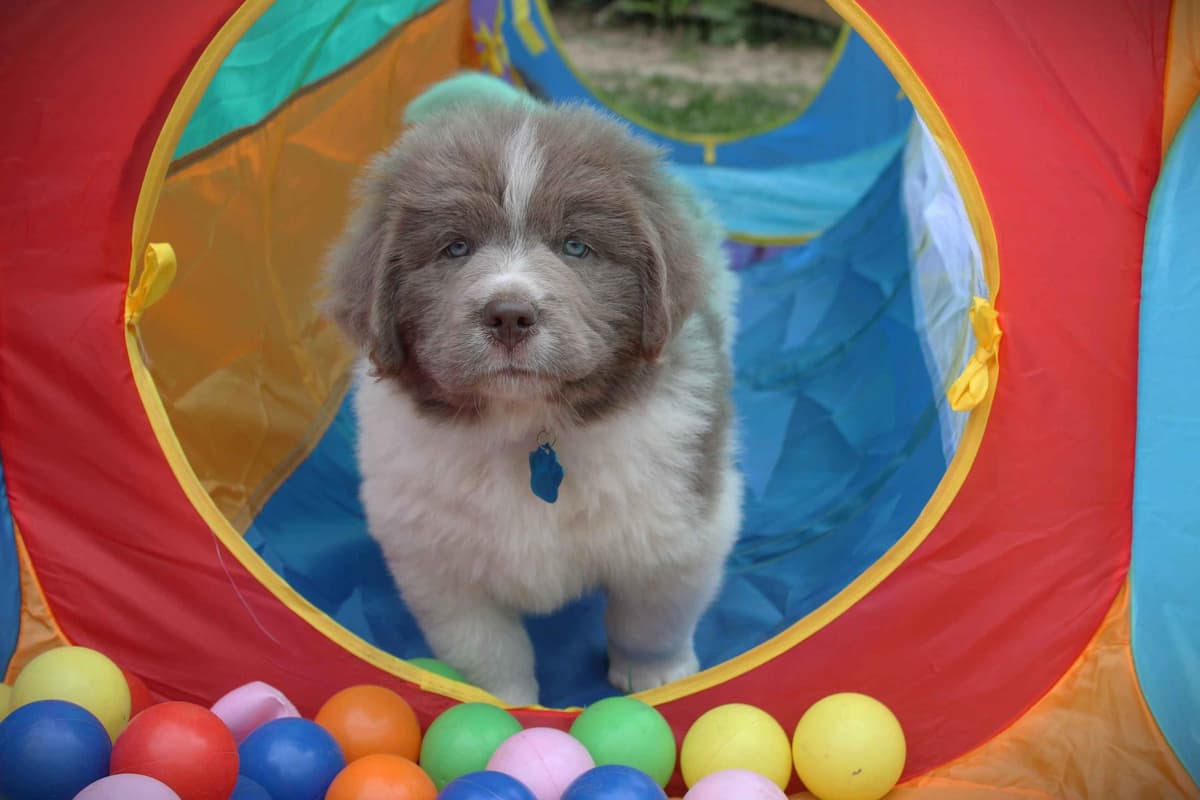 Newfoundland Puppies in Michigan breeder image 8
