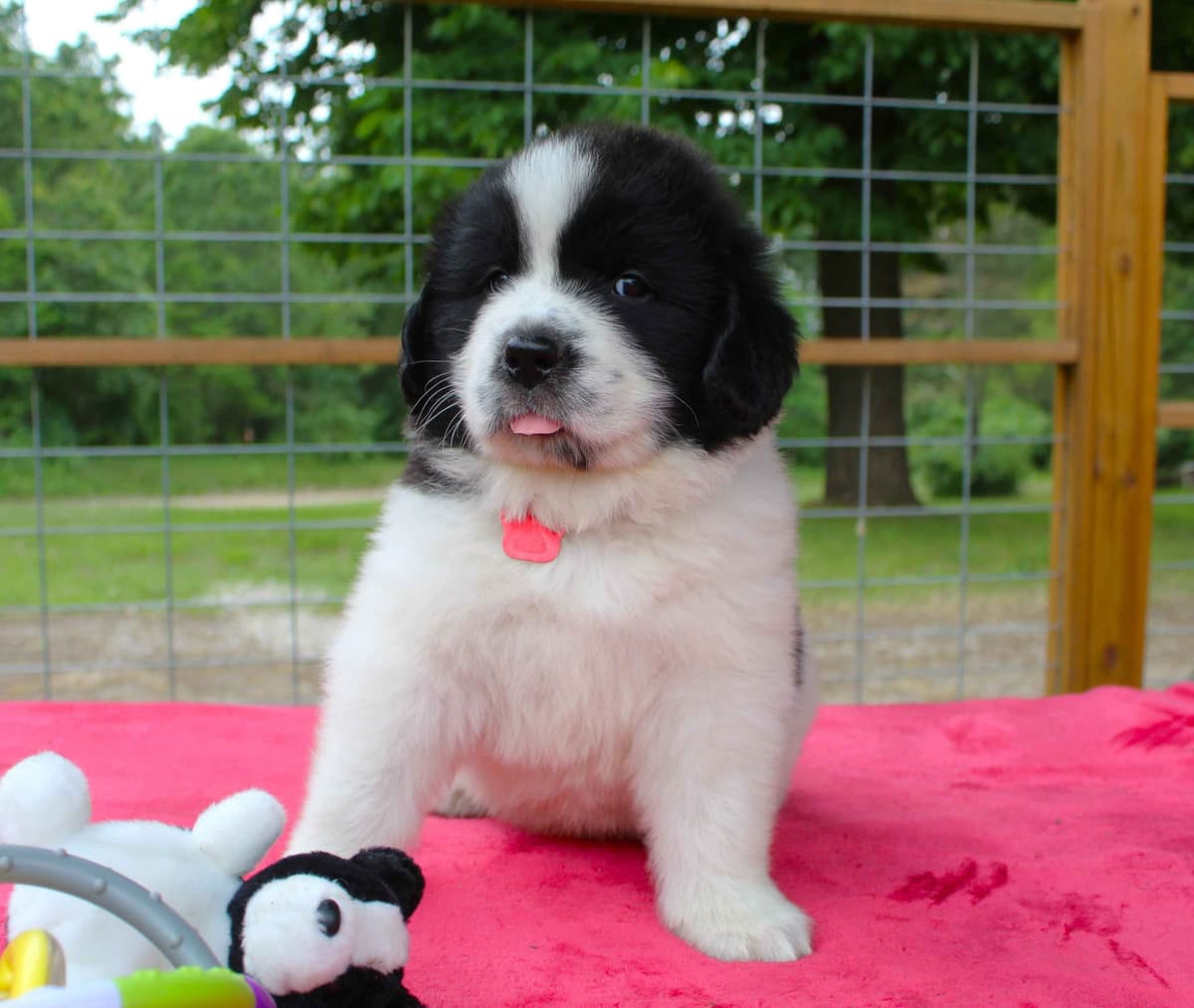 Newfoundland Puppies in Michigan breeder image 9