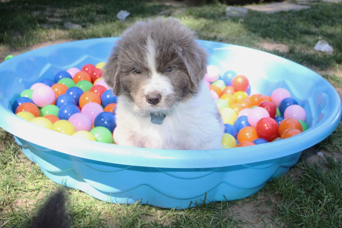Newfoundland Puppies in Michigan breeder image 10