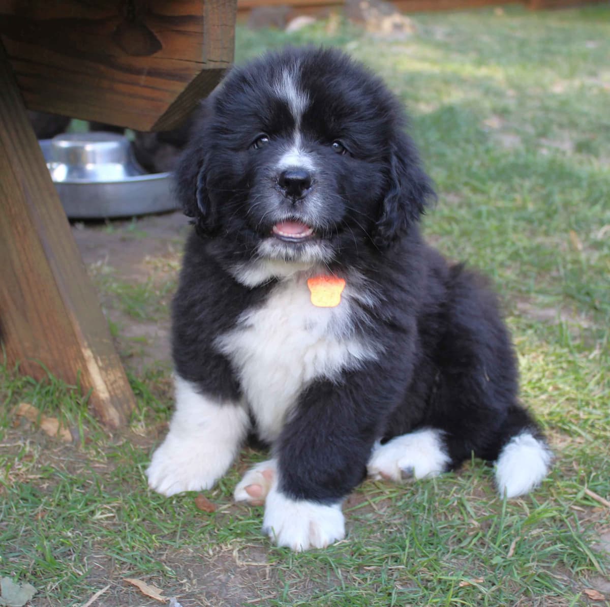 Newfoundland Puppies in Michigan breeder image 11