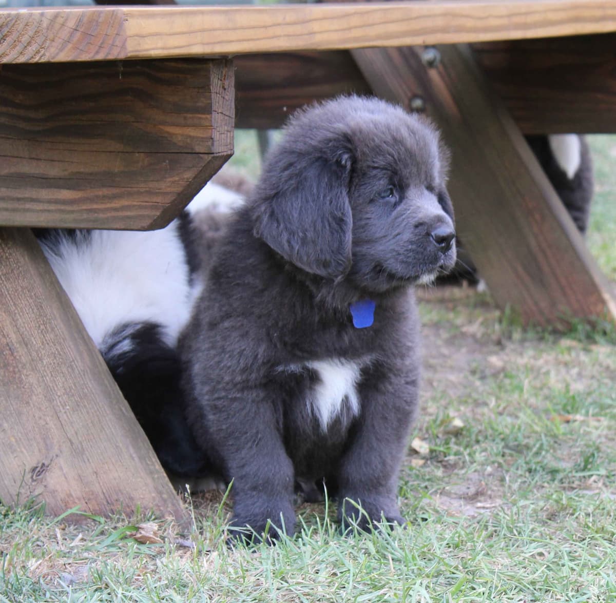 Newfoundland Puppies in Michigan breeder image 12