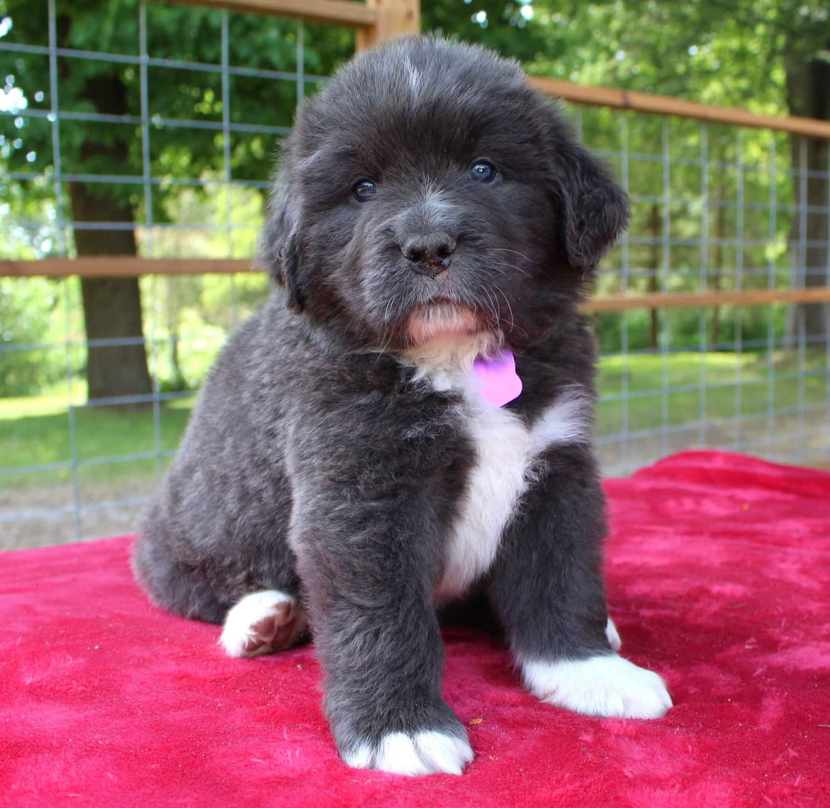 Newfoundland Puppies in Michigan breeder image 13