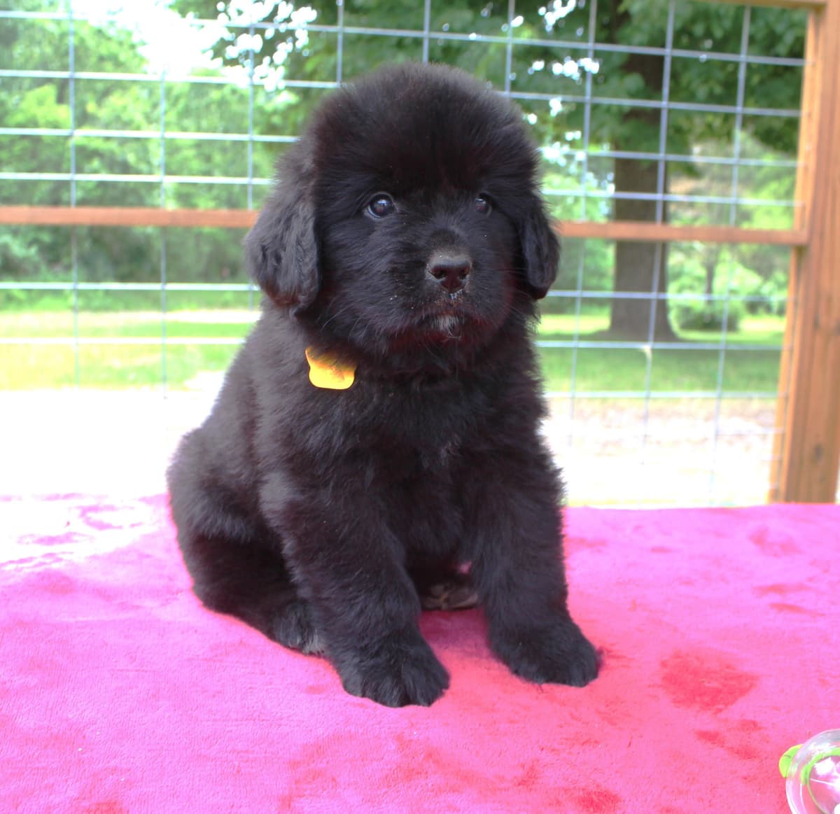 Newfoundland Puppies in Michigan breeder image 14