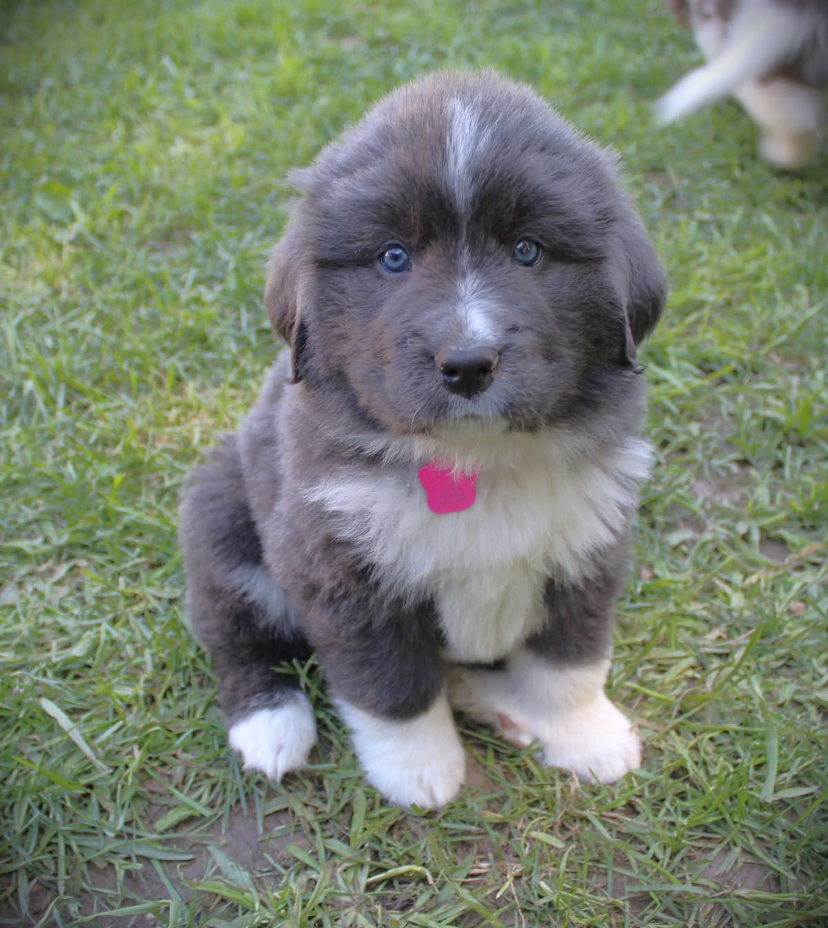 Newfoundland Puppies in Michigan breeder image 15