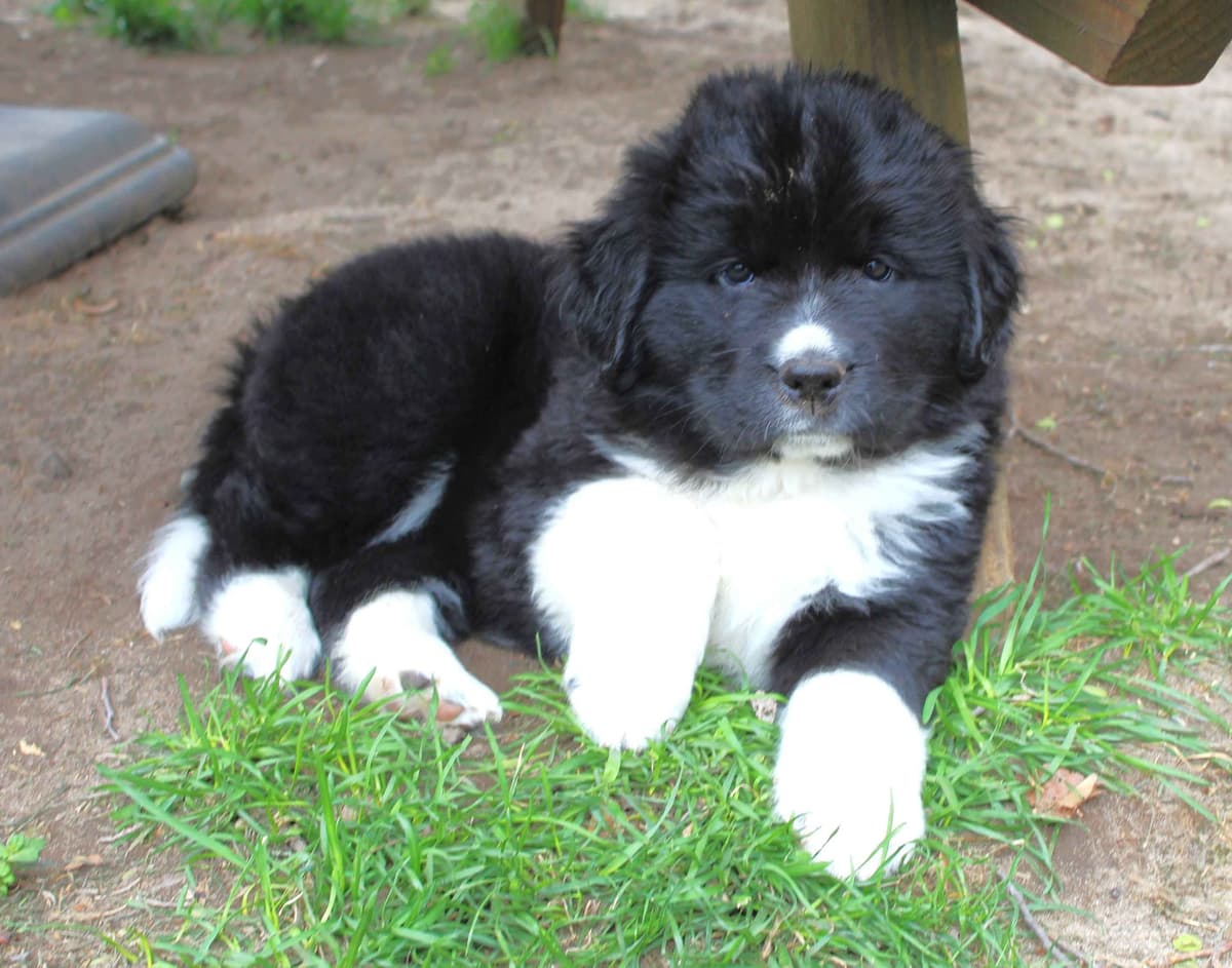 Newfoundland Puppies in Michigan breeder image 16