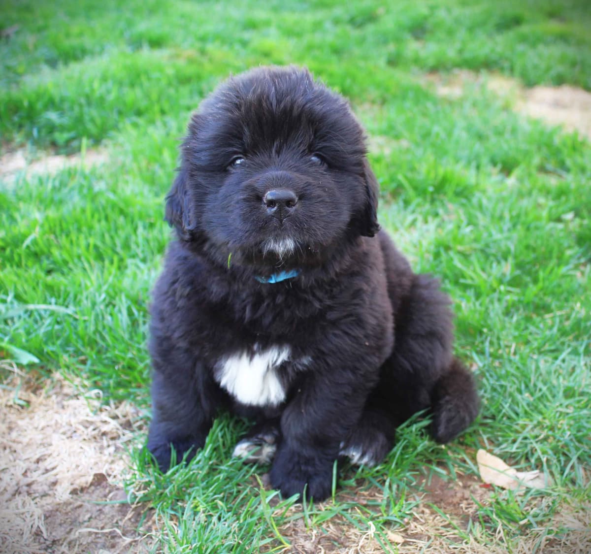 Newfoundland Puppies in Michigan breeder image 17