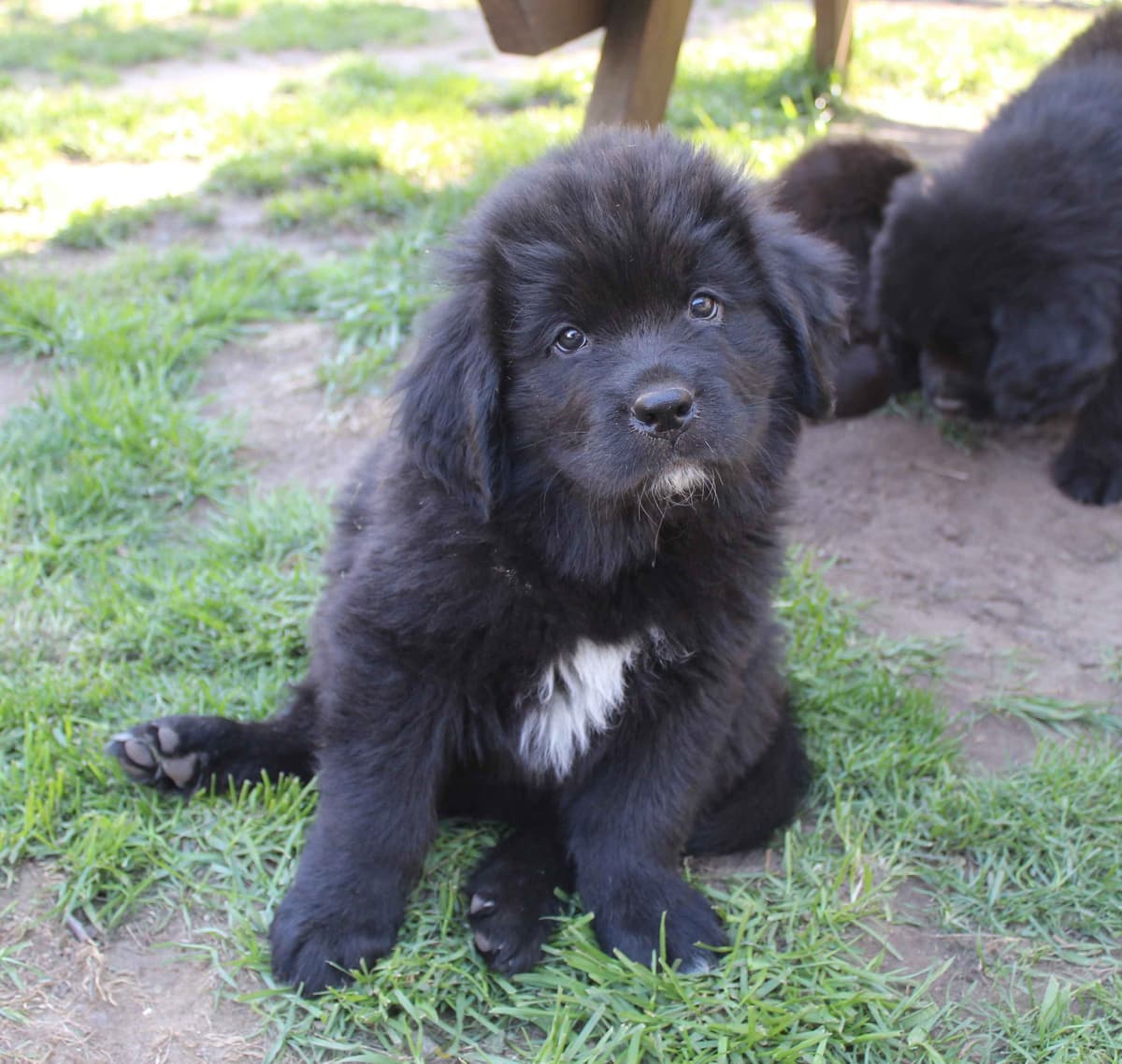 Newfoundland Puppies in Michigan breeder image 18
