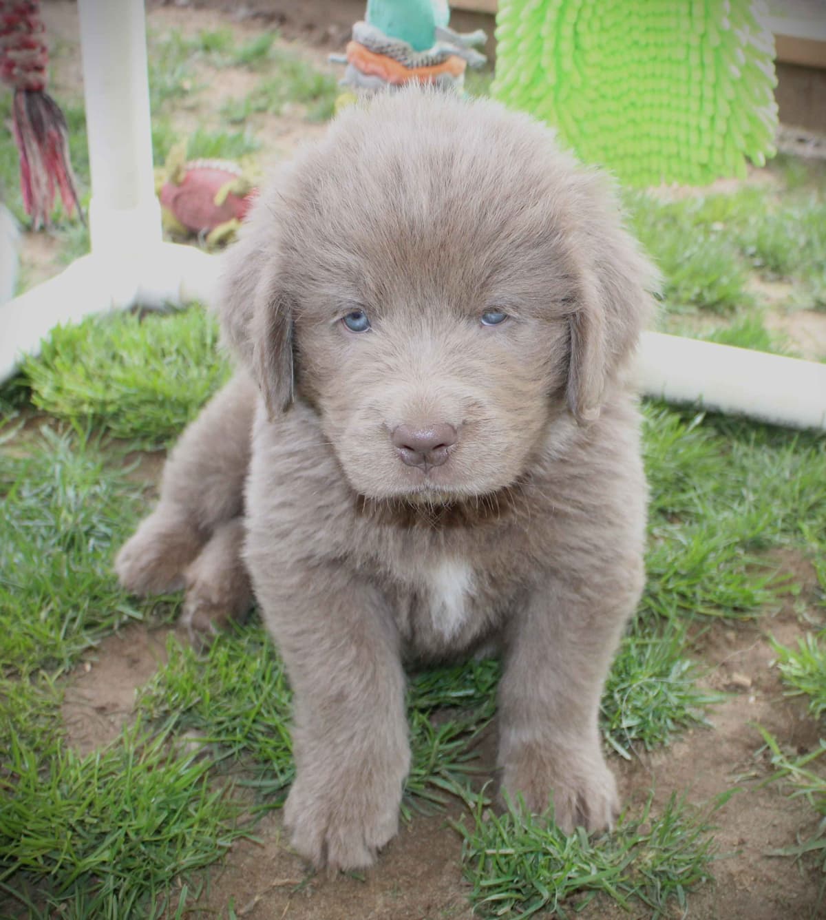 Newfoundland Puppies in Michigan breeder image 19