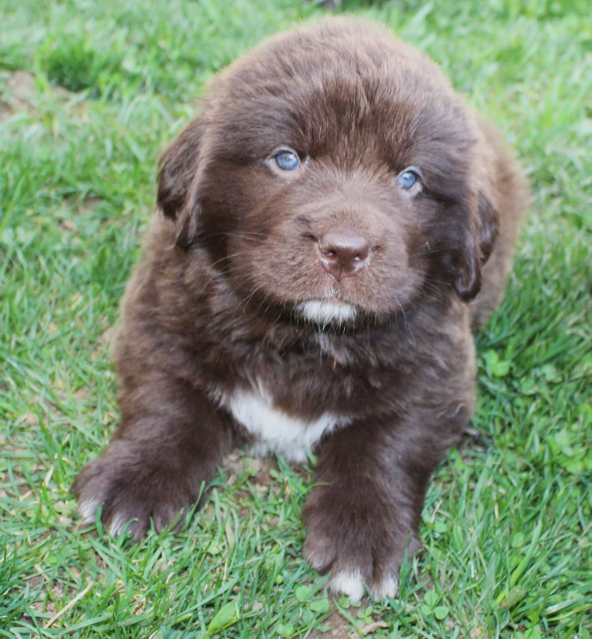 Newfoundland Puppies in Michigan breeder image 21