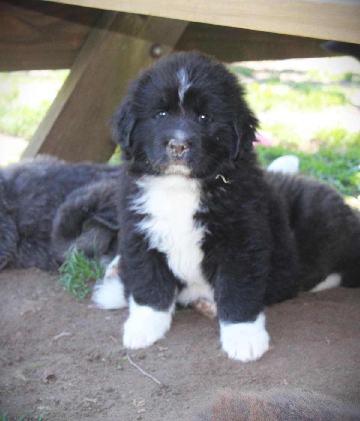 Newfoundland Puppies in Michigan breeder image 22