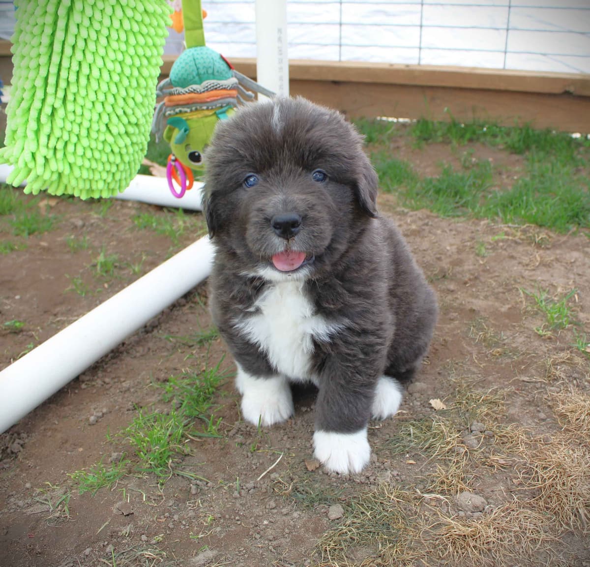 Newfoundland Puppies in Michigan breeder image 23