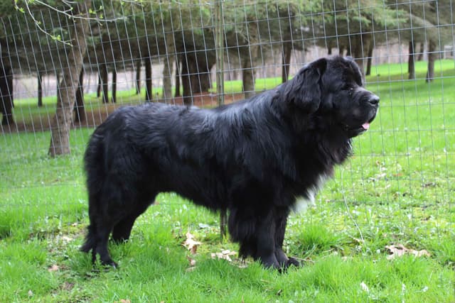 Newfoundland Puppies in Michigan media 7
