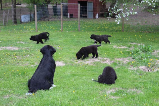 Newfoundland Puppies in Michigan media 4