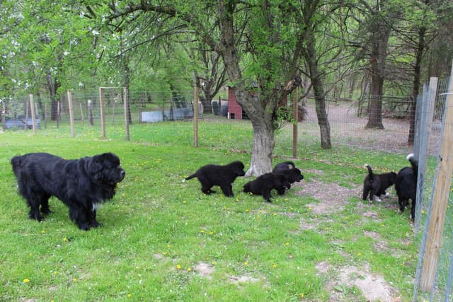 Newfoundland Puppies in Michigan media 5