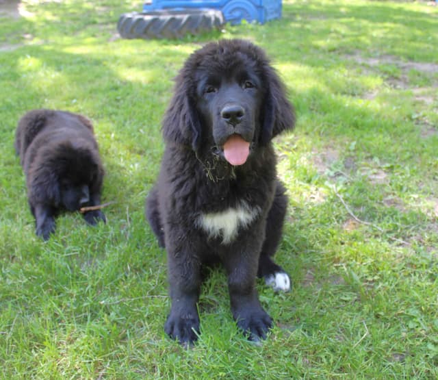 Newfoundland Puppies in Michigan media 2