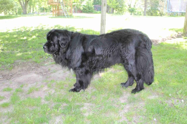 Newfoundland Puppies in Michigan media 8