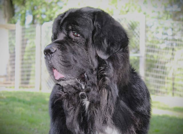 Newfoundland Puppies in Michigan media 3